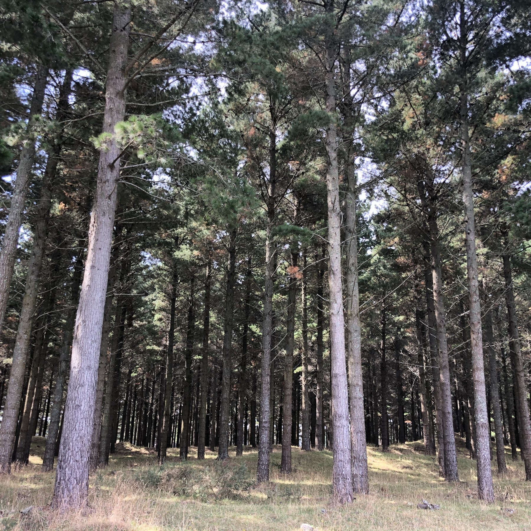 Afforestation Partners-3a6c